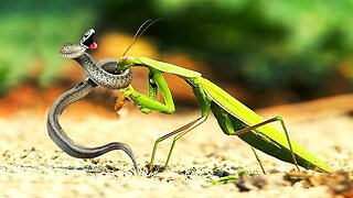 Praying Mantis Eating Its Prey Alive!