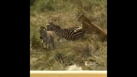 Watch who wins in the end the zebra or the lion