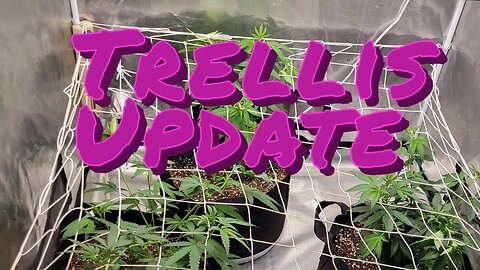 Trellis Update #marshydro #TSW2000 #rootedleaf