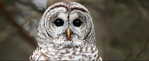 The male Barred Owl is about to slaughtered because of female Spotted Owls