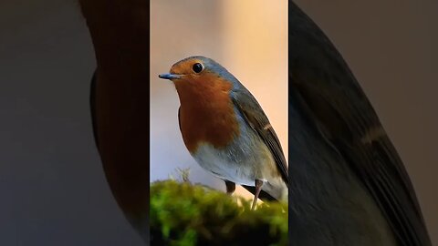 #Bird Eating and Sound #beautifulbirds #cutebirds #beautifulnature #shorts #subscribe #birdsounds