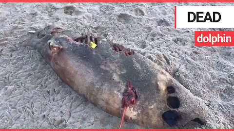 Dead dolphin washed up on beach after swallowing plastic