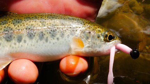 TROUT FISHING Micro Worms In Small Creeks & Rivers.