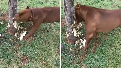 American bully aggressively chopping tree