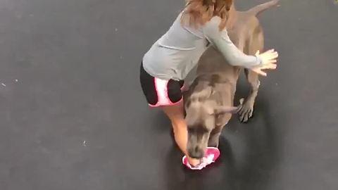 A Great Dane Dog Jumps On To The Trampoline And Knocks Down A Girl