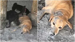 Giornata di relax in spiaggia si trasforma in incubo per questo cane