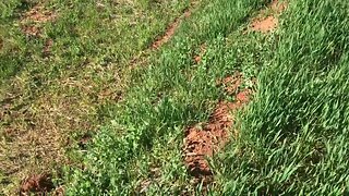 Assessing cover crops before termination #organicgardening