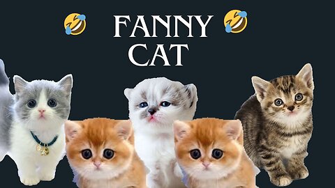 fanny cat videos ! cute cat videos