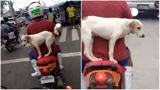 Motorcyklist transporterar sin hund på den farligaste sättet möjligt