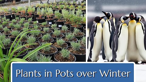Plants in Pots over Winter? Prepare Now!
