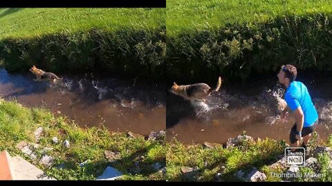 Man Playing With His Dog In The Stream