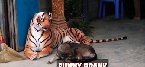 Real Animal Prank videos Funny frank dog vs fake tiger | 2021 Best of Animal Prank