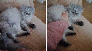 Grumpy Cat Pushes Away Owner's Attempt To Cuddle