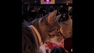 My weird cat Bubba rubbing paper and cardboard