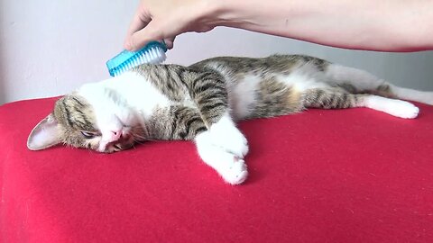It Is Brushing Time for the Cat
