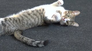 Adorable Little cat Stretches