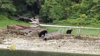 Watching the bears while they watch back