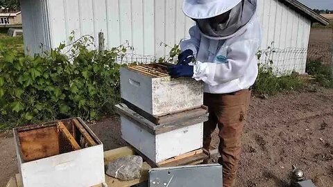 Doug Outdoors: Bees, Amazing Bees