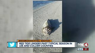 Red Tide Lingers Past Typical Season In SWFL