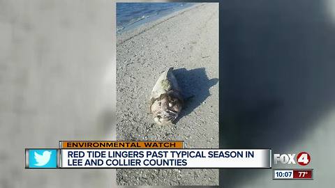 Red Tide Lingers Past Typical Season In SWFL