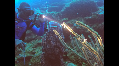 Scuba diving in Roatan, Honduras 2021 - rays, eels, reefs