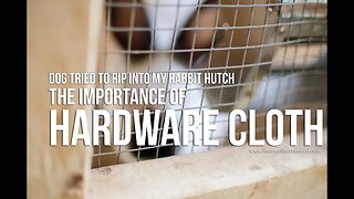 Dog Tried to Rip Into My Rabbit Hutch || Hardware Cloth