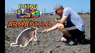Doing LSD with the Armadillo!