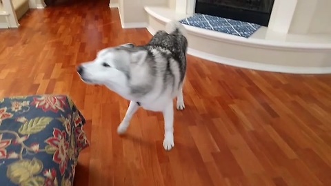 Husky tells the owner it's time to go out