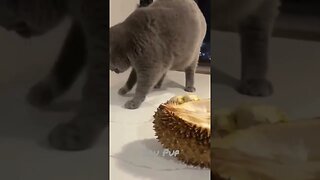 #shorts Funny Cat Cute | Ihh... Bau eek #kucinglucu #shortvideo #videoshort