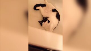 Kitty has a Party in a Bathtub
