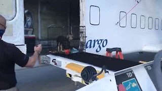 166 dogs rescued from Puerto Rico land at Palm Beach International Airport
