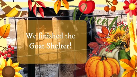 We finally finished the goat shelter!