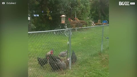 Gallina ruba il cibo degli uccellini