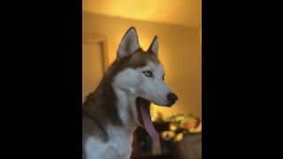 Husky Howling Very Loud