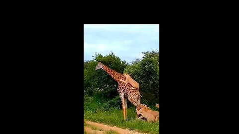 Big Cute Cow Safari Animals| Wild Animals Jungle| Animals Stuck in the Sandbox|