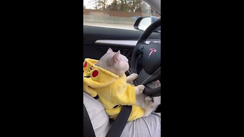 CAT DRIVE A CAR FUNNY VIDEO😁😁😁🥰 |kids video funny video