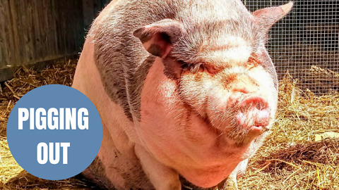 Morbidly obese pig who went BLIND binging on junk food has been put on a strict diet