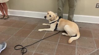 COVID-detecting dog in Florida