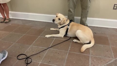 COVID-detecting dog in Florida