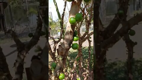 PÉ DE JABOTICABA