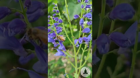 Relaxing Video of Bee Pollinating Violet Flowers 🐝 Soothing Piano Music