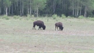 Bison at the North Rim of the Grand Canyon