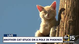 AGAIN!? Another cat stuck on a pole in Phoenix