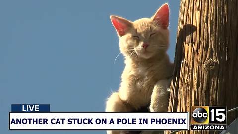 AGAIN!? Another cat stuck on a pole in Phoenix