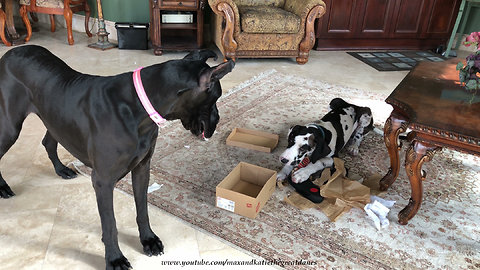 Great Dane watches paper-shredding puppy open shoe box