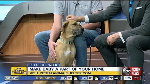 Pet of the Week: Baby is a sweet, 4-year-old Black Mouth Cur mix looking for a family