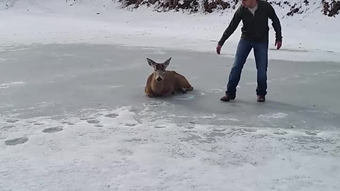 Three Men Rescue What They Thought Was A Deer Decoy From Frozen Lake