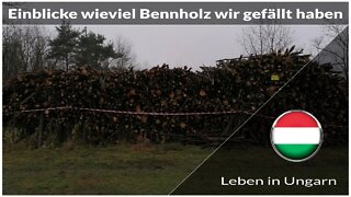 Einblicke wieviel Brennholz wir gefällt haben Leben in Ungarn