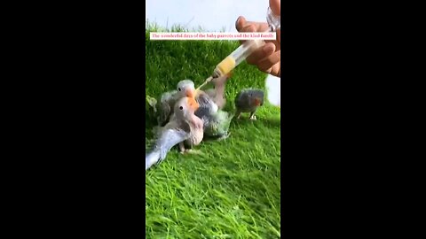 Guy rescues some motherless parrots 🦜 creating a life long love affair. 👀