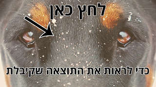 איזה סוג של כלב מתאים לאישיות שלך? האסקי סיבירי